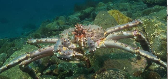 Tastiest Catch: King Crab Counts on Carrier Transicold for Transport during Arctic Winter.