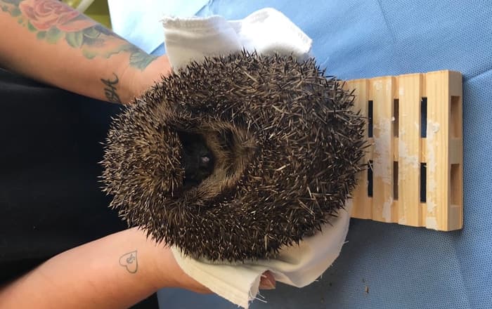 IPP launches ‘Happi’ hedgehog initiative to protect wildlife